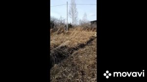 Заросший участок. Обработка участка с нуля.