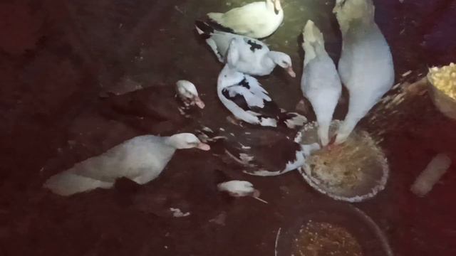 РУЧНА КУРОЧКА. ЧЕКАЄМО ОКРОЛ ВІД ДВОХ КРОЛИЦЬ смотреть онлайн