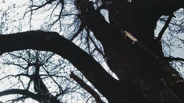 Ясен Масарика Ужгород, Закарпаття / Удивительное дерево: 100-летний ясень / Fraxinus смотреть онлайн