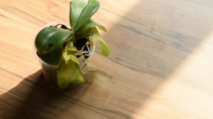 Семенное размножение орхидей. Наши первые шаги