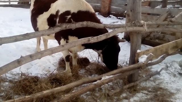 Купил корову, какую купить корову ,№2 смотреть онлайн