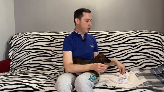 Как чистить уши собаке смотреть онлайн