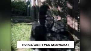 Коко: Говорящая Горилла