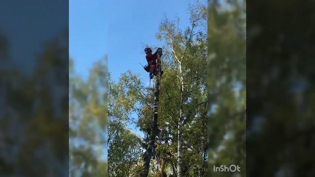 Удаление деревьев по частям, распил дерева, арборист, альпинист, удаление пня, спил дерева, кутак.