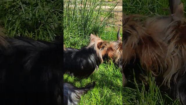 Продажа😃Питомник Йорк & Шпиц.Elite Pets,Крым, Евпатория 🌞+79788972514 Доставка возможна 🥰 смотреть онлайн