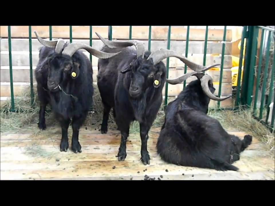 Чёрные оренбургские пуховые козы на Золотой Осени-2010