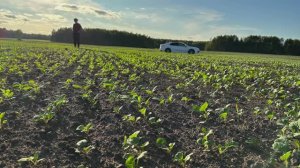 Прикатывание ДО посева