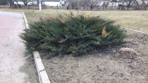 Варианты стрижки можжевельника казацкого на территории школы