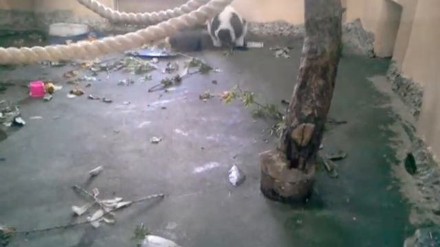 лимуры в зоопарке смотреть онлайн