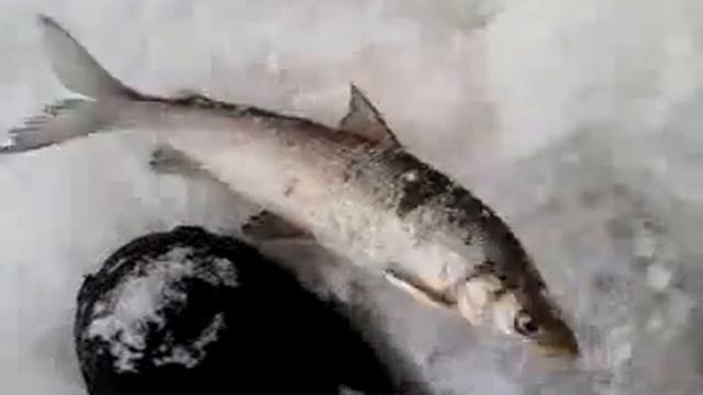 сегодня на рыбалке!!!! смотреть онлайн