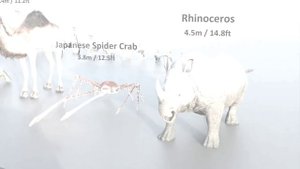 Animal Size Comparison | 3d Animation Comparison | Real Scale Comparison