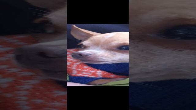 Злая собака мем ?
