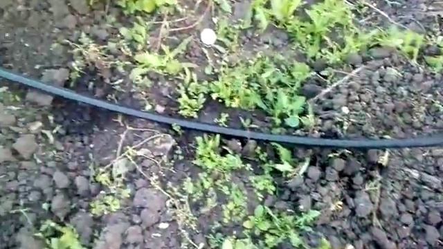 Капельный полив ,    первый опыт.