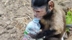 Маленькая домашняя обезьянка Алекса и приборный поиск.