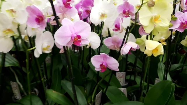 БАУЦЕНТР??☘Прогуляемся, посмотрим на Цветочки⚘?⚘ смотреть онлайн