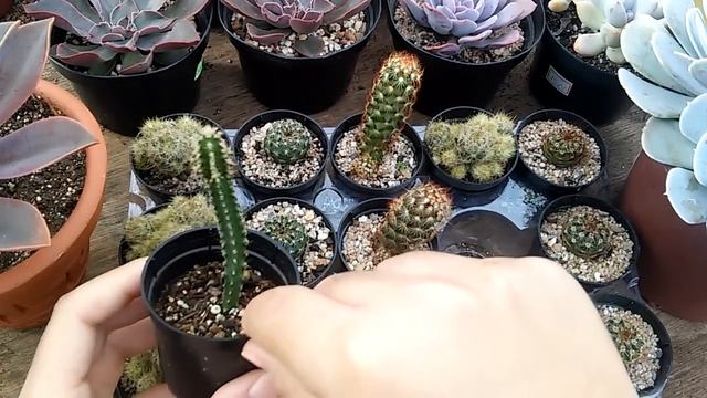 SUCULENTAS para VENDA pote 6 смотреть онлайн