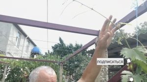Виноград в первый год вегетации.
