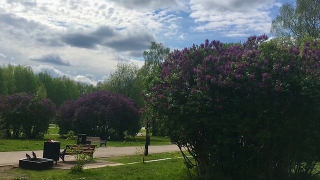 Сирень, Яблони, Черёмуха в Кочуровском Парке - город Киров. смотреть онлайн