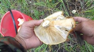 ЗА ОСЕННИМИ ГРИБАМИ.