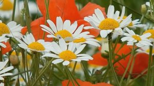 Седакъет Керимова "КIанзава заз"