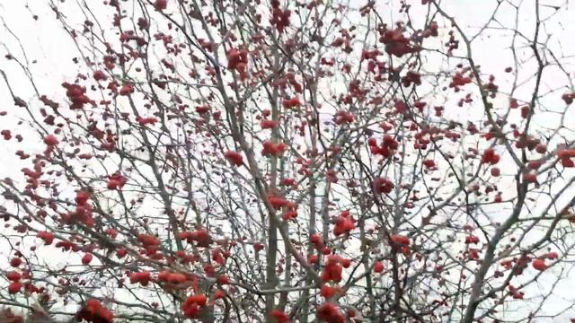 #боярышник / Колючки боярышника (лаt. Crataegus) на фоне вызревших плодов