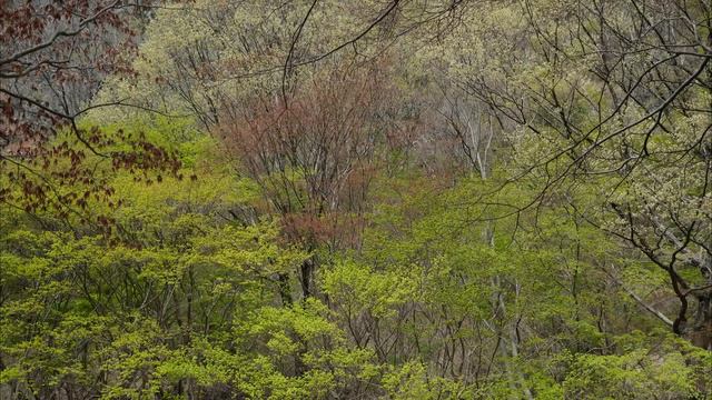 Glass : Partita for Solo Violin  -  Partita IV. Chaconne Part 1 смотреть онлайн