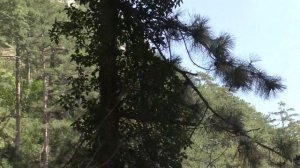 Как добраться до водопада Учан - Су от автовокзала в Ялте.