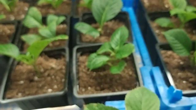 Tabletensia 25.03.23 гортензия крупнолистная Тейблтенсия. смотреть онлайн