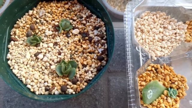 ベランダで多肉生活始めました。　のんびり多肉植物の成長を記録していきます。#43 смотреть онлайн