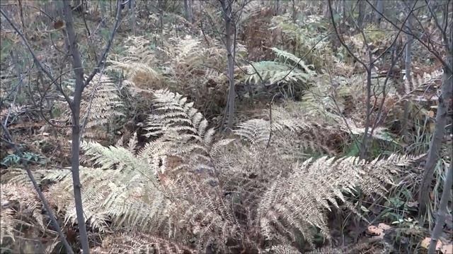 ПРОГУЛКА ПО ЛЕСУ / СБОР ГРИБОВ ЧАСТЬ 1 / Walking / Mushrooming смотреть онлайн