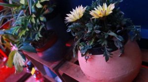 Gazania cuidados y reproducción | ¡Flores resistentes al sol!