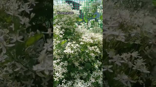 самый живучий и легкий в уходе клематис смотреть онлайн