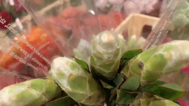«В гостях у Срезки!» Свежий обзор поставки срезанных цветов из Голландии!