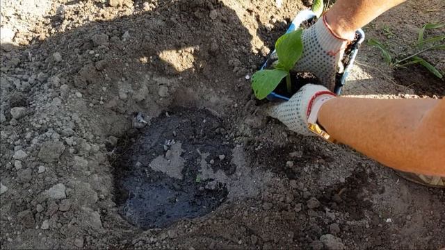 Как сажать тыкву в открытый грунт смотреть онлайн