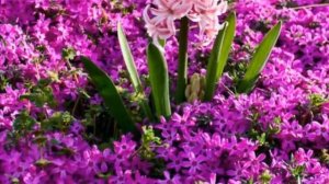 Ennio Morricone - Эннио Мориконе - Le Vent, Le Cri. Музыка цветов.