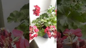 Мои пеларгонии промышленных сортов  переезжают в дом.