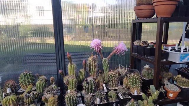 Цветение эхинопсисов - летнее чудо. смотреть онлайн