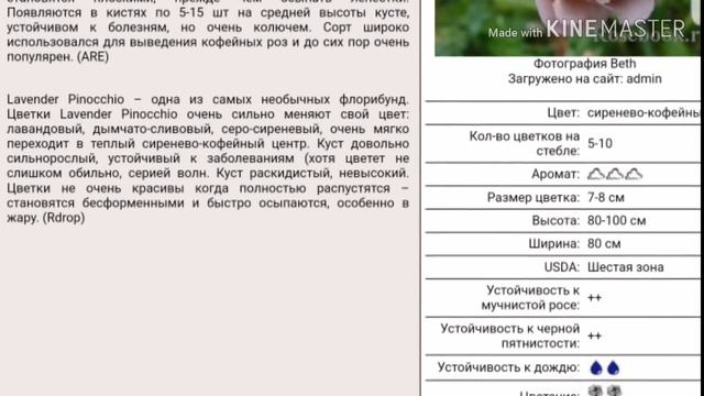 Мои Новинки роз 2019,  обзор сортов.Часть 1