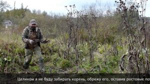 Заготовка корней девясила 6 октября 2013