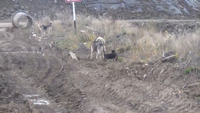 Мой друг собака Люся Щенки Чайка в поселке Таежный Вахта 2012 09 29 смотреть онлайн