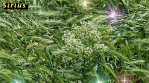 Какие деревья нельзя сажать во дворе дома