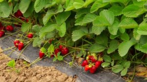 Применение Байкала ЭМ1 в ЛПХ Павливские