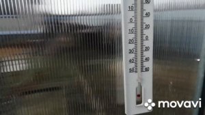Высаживаю томаты в апреле. кокосовая мульча