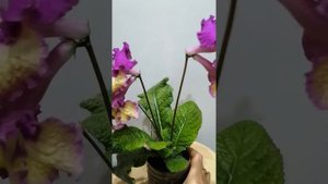 Стрептокарпус Ват-Солнечныйлучик. Обзор.