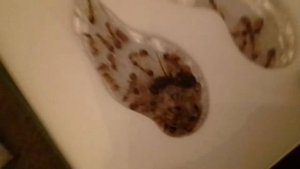 муравьи феллахи   camp. filah