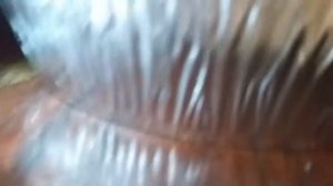 О наших фаленопсисах Дикий  кот