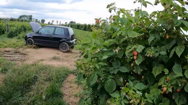 Glen Ample przepołowiony !!Aktualna sytuacja na plantacji malin 10.07.2022 смотреть онлайн