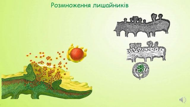 Лишайники