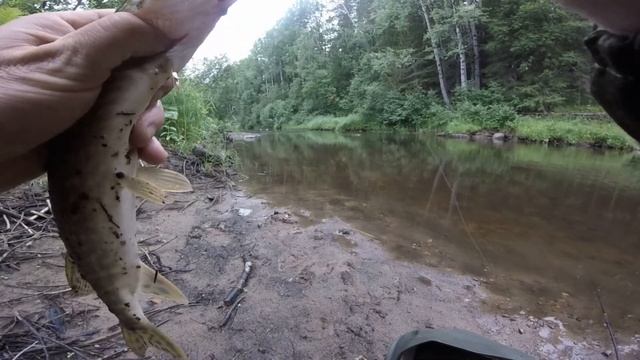 РЫБАЛКА В КАРЕЛИИ /ГДЕ ХАРИУС ТАМ ОКУНЬ / Слияние двух рек. смотреть онлайн