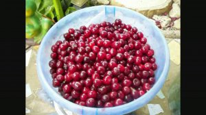 Делаем вишнёвку или вино из вишен!